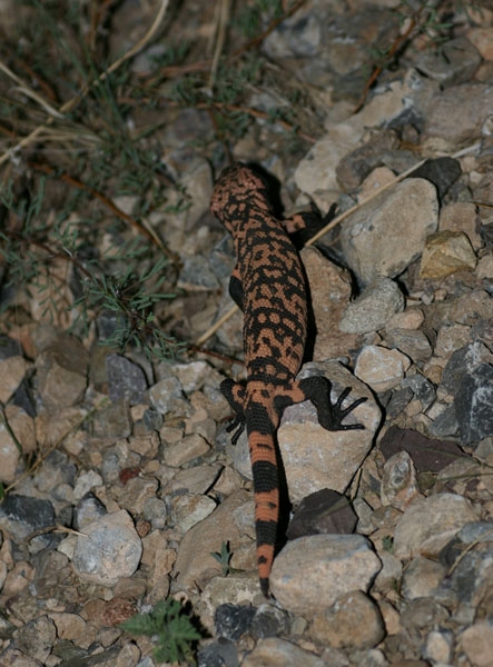 Gila Monster
