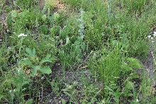 Kankakee Sands - vegetation