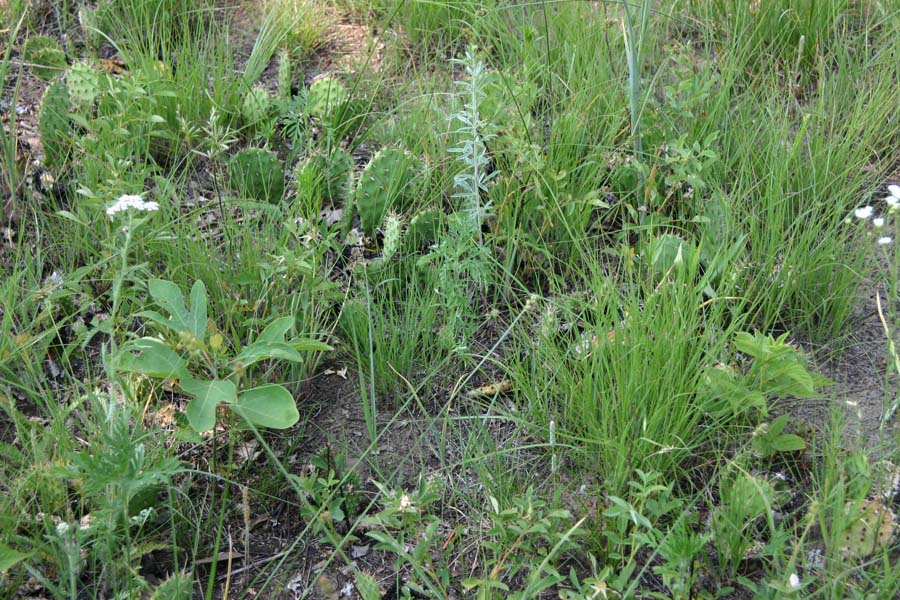 Kankakee Sands - vegetation