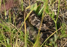 Eastern Massasauga Rattlesnake