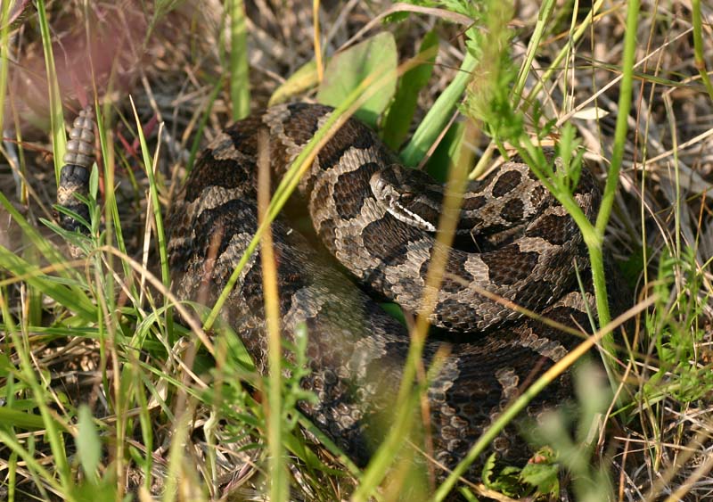 Eastern Massasauga Rattlesnake