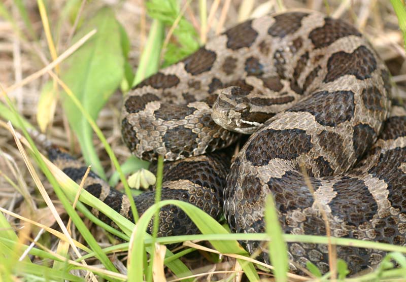 Eastern Massasauga Rattlesnake