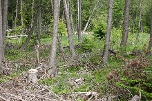 Cedar Swamp