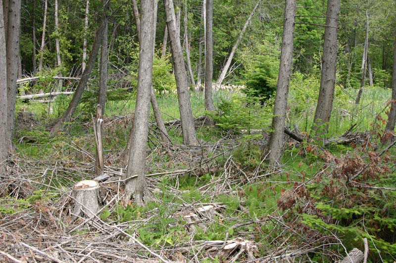 Cedar Swamp