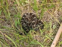 Eastern Massasauga Rattlesnake