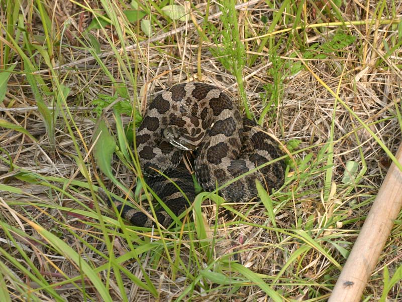 Eastern Massasauga Rattlesnake
