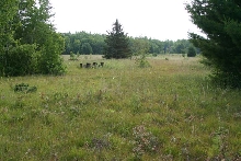 Massasauga Habitat