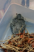 Nestling Bird