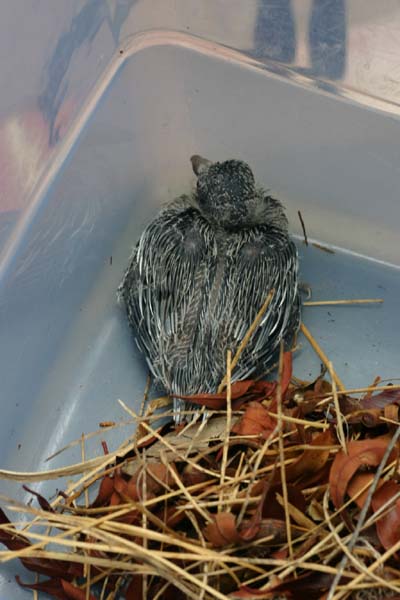 Nestling Bird