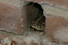 Woodhouse's Toad