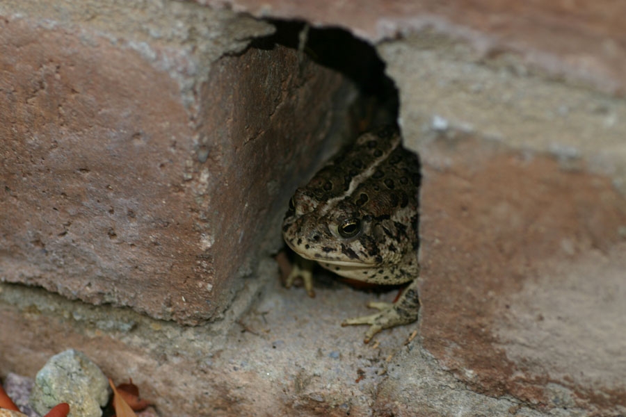 Woodhouse's Toad