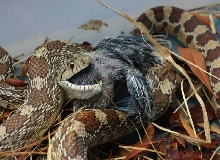 Gopher Snake Eating