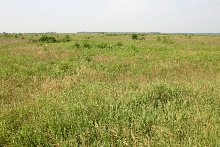 Kankakee Sands Restoration Project