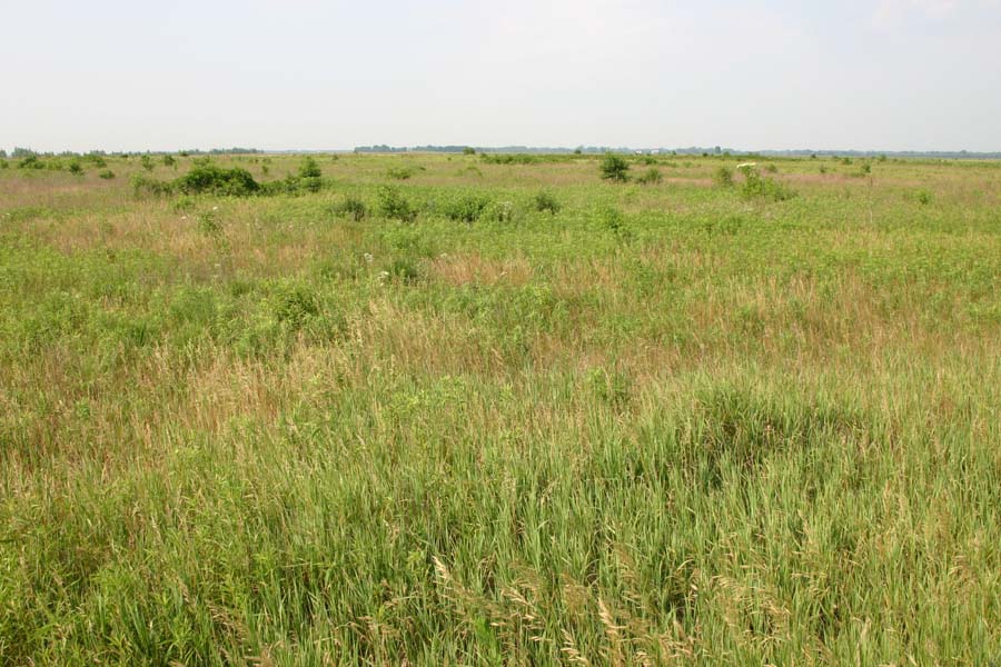 Kankakee Sands Restoration Project