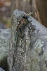 Mtn. Spiny Lizard
