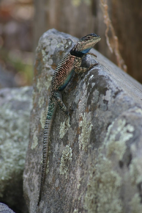 Mtn. Spiny Lizard