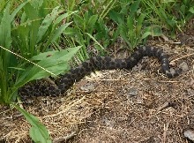 Eastern Massasauga Rattlesnake