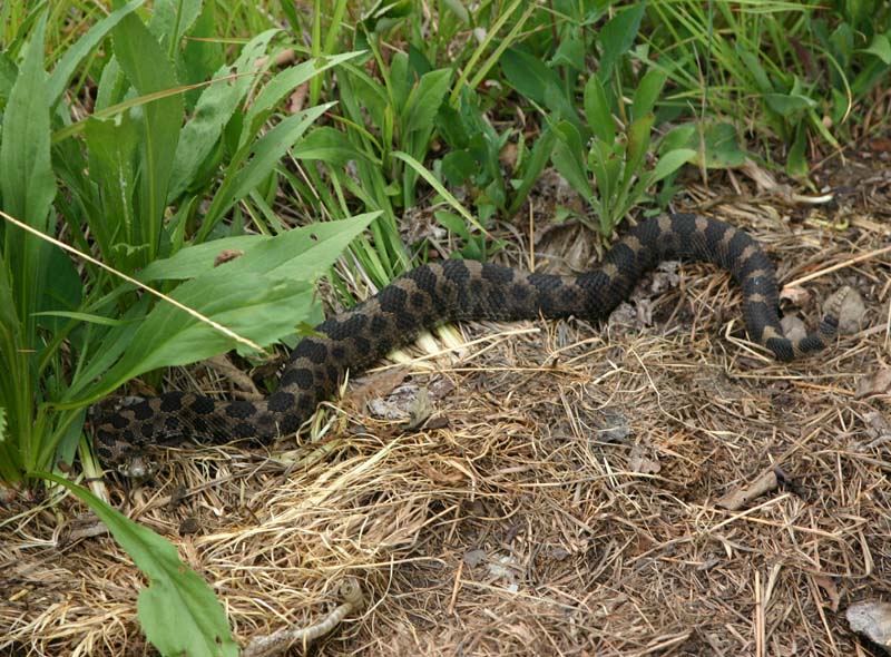 Eastern Massasauga Rattlesnake