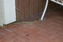 Sonoran Gopher Snake
