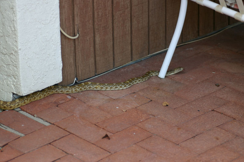 Sonoran Gopher Snake