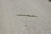 Kankakee Bullsnake