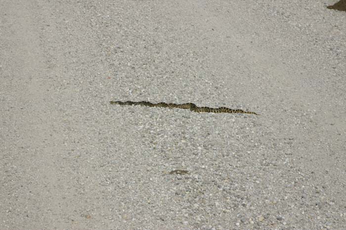 Kankakee Bullsnake