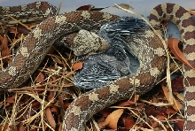 Gopher Snake Eating