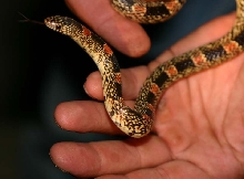 Longnose Snake