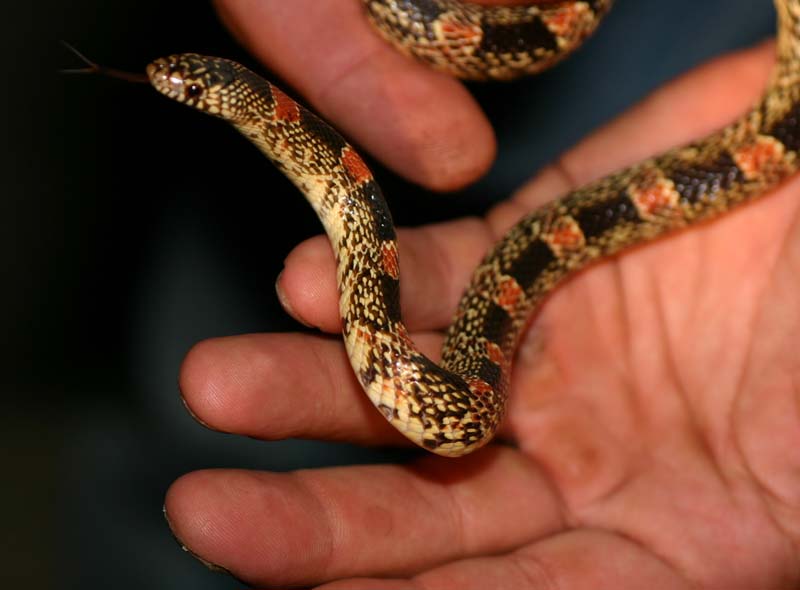 Longnose Snake