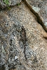 Mtn. Spiny Lizard