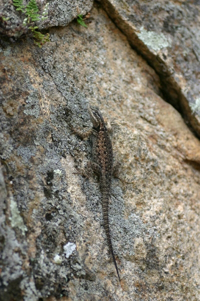 Mtn. Spiny Lizard
