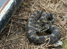 Eastern Massasauga Rattlesnake