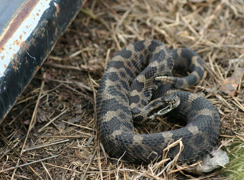 Eastern Massasauga Rattlesnake
