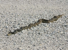 Kankakee Bullsnake