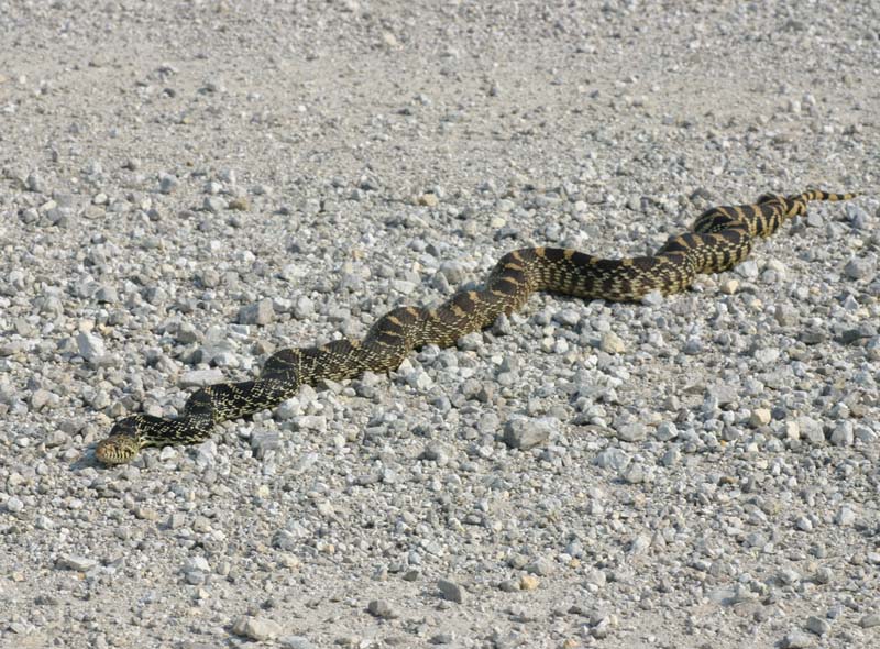 Kankakee Bullsnake