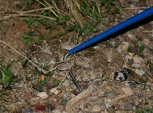 Western Diamondback