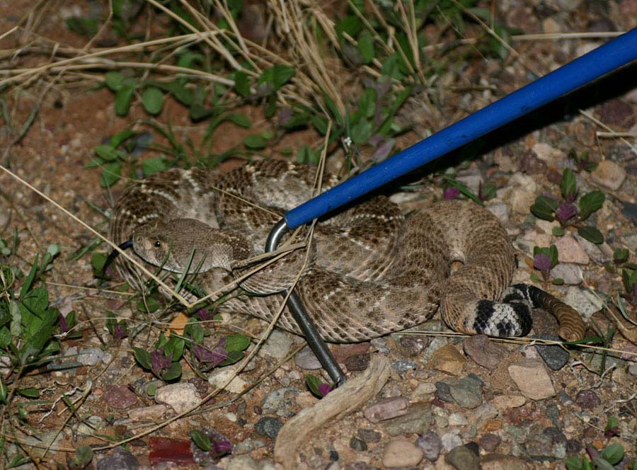 Western Diamondback