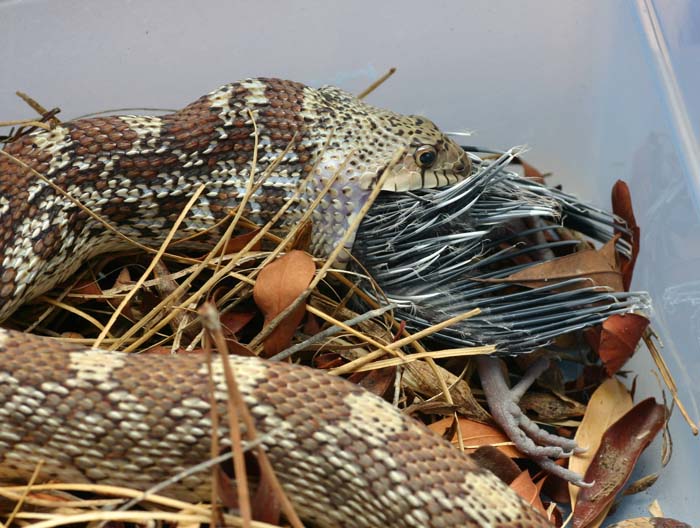 Gopher Snake Eating