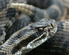 Eastern Massasauga Rattlesnake