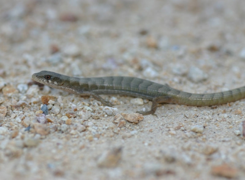 Madrean Alligator Lizard