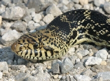 Kankakee Bullsnake