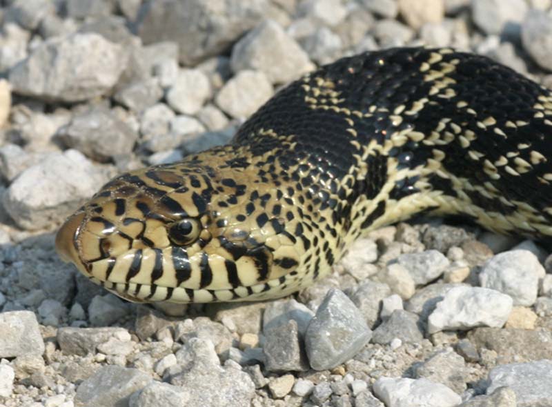 Kankakee Bullsnake