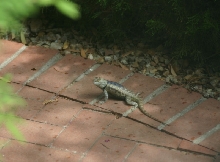 Desert Spiny Lizard