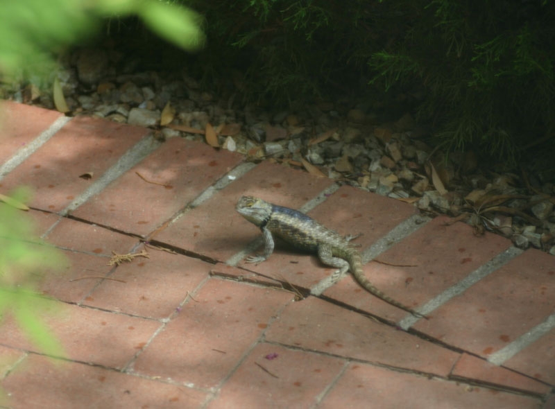 Desert Spiny Lizard