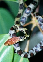 Moellendorff's Ratsnake