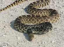 Kankakee Bullsnake