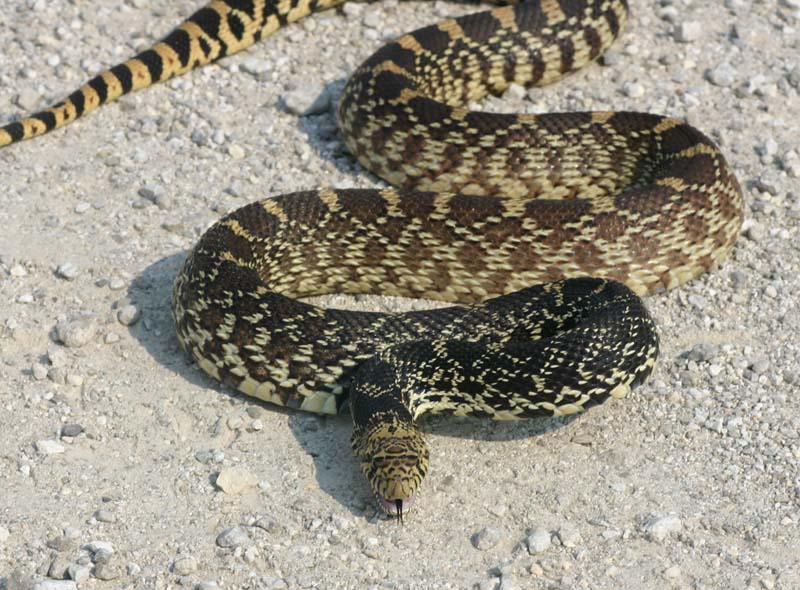 Kankakee Bullsnake
