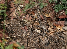Whiptail Lizard