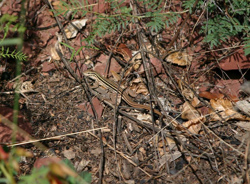 Whiptail Lizard