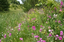 Massasauga Habitat